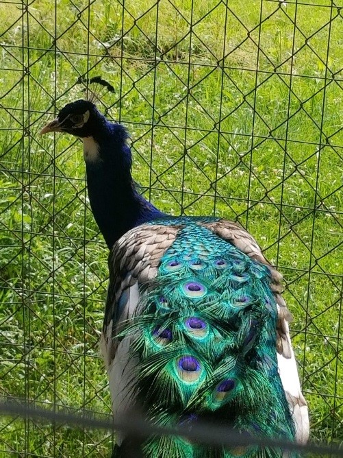 Petey the peacock gives us beautiful feathers!