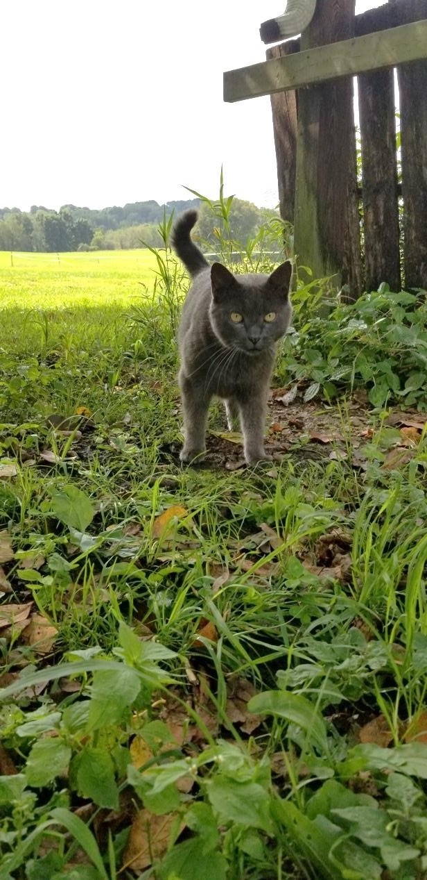 Smokey the cat keeps mice out of the barn!